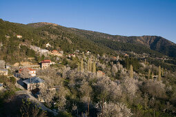 Gebirgslandschaft mit Kirschblüten, Frühling, Prodromos, Troodos Gebirge, Südzypern, Zypern