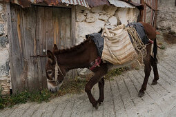 Donkey carrying a load, Pack animal, Agros, Pitsilia region, Troodos mountains, South Cyprus, Cyprus