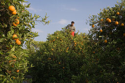 Mann bei der Orangenernte, Orangenhain, Orange, Güzelyurt, Morfou, Nordzypern, Zypern