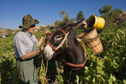 Two men picking grapes, Donkey with baskets full of grapes, Grape harvest, Vasa village, Troodos mountains, Cyprus