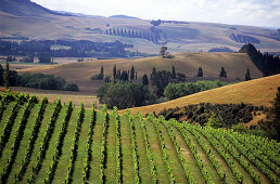 Blick über Weinfeld in einem Weinanbaugebiet, Südinsel, Neuseeland