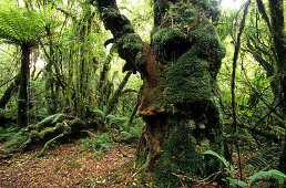 Überwucherter Baum, Regenwald im Mt.Egmont Nationalpark auf der Nordinsel, Neuseeland