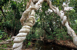 Von Regenwald gesäumter Bach nahe dem Mt. Tozer auf der Cape York Halbinsel, Queensland, Australien