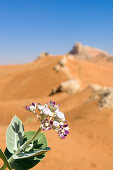 Flowers growing in the desert sand, Dubai, United Arab Emirates