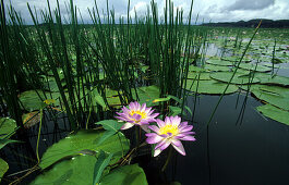 Seerosen auf dem Cooper Creek Billabong, Arnhem Land, Australien