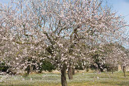 Blossoming Almond Trees, Near Randa, Mallorca, Balearic Islands, Spain