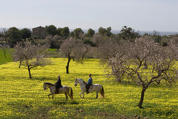 Couple Riding on Horses Through Wildflower Meadow, Near Randa, Mallorca, Balearic Islands, Spain
