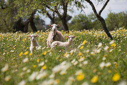 Mutterschaf mit Lämmchen in Wildblumenwiese, nahe Son Carrio, Mallorca, Balearen, Spanien, Europa