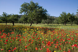 Glorious Wildflower Meadow and Almond Trees, Near s'Esgleieta, Mallorca, Balearic Islands, Spain