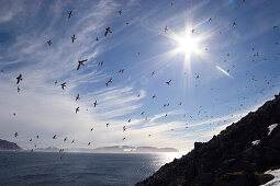 Little Auks, Alle alle, Spitsbergen, Norway, digitally enhanced