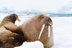 Walrosse, Männchen und Weibchen auf Eisscholle, Odobenus rosmarus, Spitzbergen, Norwegen