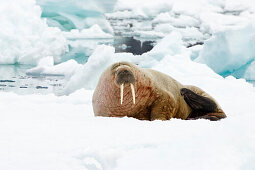 Walroß, Männchen auf Eisscholle, Odobenus rosmarus, Spitzbergen, Norwegen