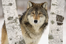 Wolf (Canis lupus). Minnesota. USA