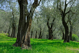olive groove, Arco, Trentino, Italy