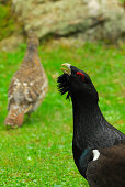 mountain cock, capercaille, wood grouse, Tetrao urogallus, displaying, with hen