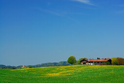 Blick über einen Löwenzahnwiese auf Kloster Reutberg, Oberbayern, Bayern, Deutschland