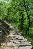 Steinplattenweg unter Laubbäumen, Tessin, Schweiz