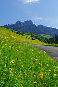 Flower meadow and country road with mountains in background, Lofer, Berchtesgaden Alps, Salzburg (state), Austria