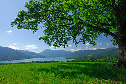 View over lake Tegernsee with Wallberg, Bavarian foothills, Upper Bavaria, Bavaria, Germany