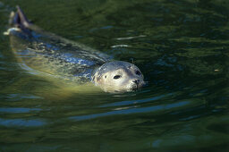 Seal swimming in the water, North Sea, Germany