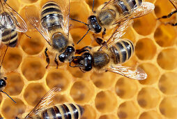 Honigbienen auf Waben eines Bienennestes, Nahaufnahme