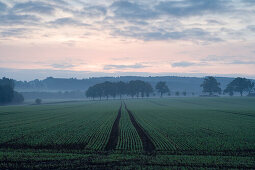 Idylische Landschaft im Morgennebel, Domäne Beberbeck, Hessen, Deutschland, Europa