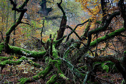 Moosbewachsene Äste, Urwald im Reinhardswald, Hessen, Deutschland