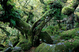 Europe, England, Devon, oak forest Wistman`s Wood in the Dartmoor near Two Bridges