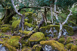 Wald mit Moss bewachsene Bäume, Killarney Nationalpark, County Kerry, Irland, Europa