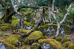 Native forest with trees covered in moss, Killarney National Park, County Kerry, Ireland, Europe