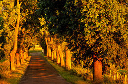 Europe, Germany, Mecklenburg-Western Pommerania, isle of Rügen, tree alley near Sellin