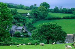 Europa, Grossbritannien, England, Devon, Dartmoor, Landschaft bei Merrivale