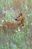 Reh in Wiese, Capreolus capreolus, Bayern, Deutschland