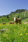 Almkühe auf Almwiese, Hochgern, Chiemgauer Alpen, Chiemgau, Bayern, Deutschland