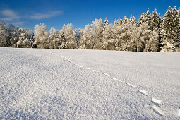 Winter landscape with animal tracks, Upper Bavaria, Germany