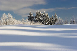 Bäume in Winterlandschaft, Oberbayern, Deutschland