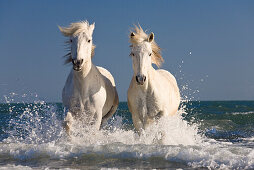 Camarguepferde laufen durchs Wasser am Strand, Camargue, Südfrankreich