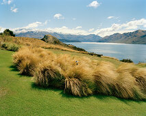 Blühendes Gras im Garten der Whare Kea Lodge am See Wanaka, Wanaka, Central Otago, Südinsel, Neuseeland