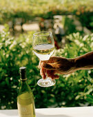 Weinprobe, Hand hält ein Weinglas mit Weißwein, Black Barn Vineyards, Havelock North, Hawke´s Bay, Nordinsel, Neuseeland