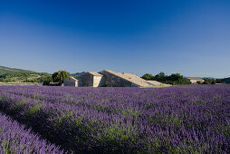 Bühendes Lavendelfeld vor Landhaus, Alpes-de-Haute-Provence, Provence, Frankreich