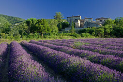 Blühendes Lavendelfeld vor dem Dorf Auribeau, Luberon Gebirge, Vaucluse, Provence, Frankreich