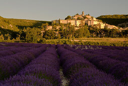 Blooming lavender field in front of the village Banon in the morning, Alpes-de-Haute-Provence, Provence, France