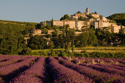 Blühendes Lavendelfeld vor dem Dorf Banon am Morgen, Alpes-de-Haute-Provence, Provence, Frankreich