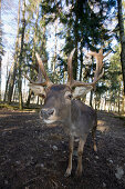 Damhirsch, Dama dama, Deutschland, Bayern