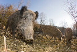 Wild boar , Sus scrofa, Germany, Bavaria