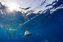 Galapagos Sharks, Carcharhinus galapagensis, Oahu, Pacific Ocean, Hawaii, USA