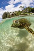 Gruene Meeresschildkroete, Chelonia mydas, Oahu, Pazifik, Hawaii, USA