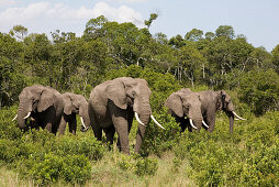 Five african elephants in front of trees at Masai Mara National Park, Kenya, Africa