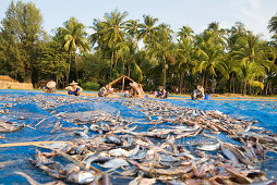 Frauen trocknen Fisch am Strand in einem Fischerdorf bei Ngapali Beach, am Golf von Bengalen, Rakhine-Staat, Myanmar, Burma