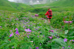 sea of flowers with young woman out of focus, Allgaeu range, Allgaeu, Swabia, Bavaria, Germany